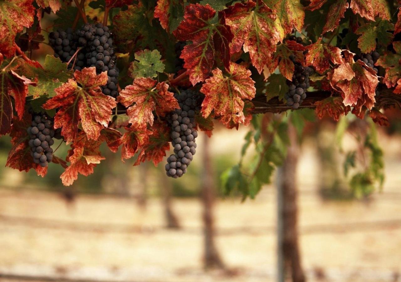 Masseria Le Querciole Fauglia Εξωτερικό φωτογραφία