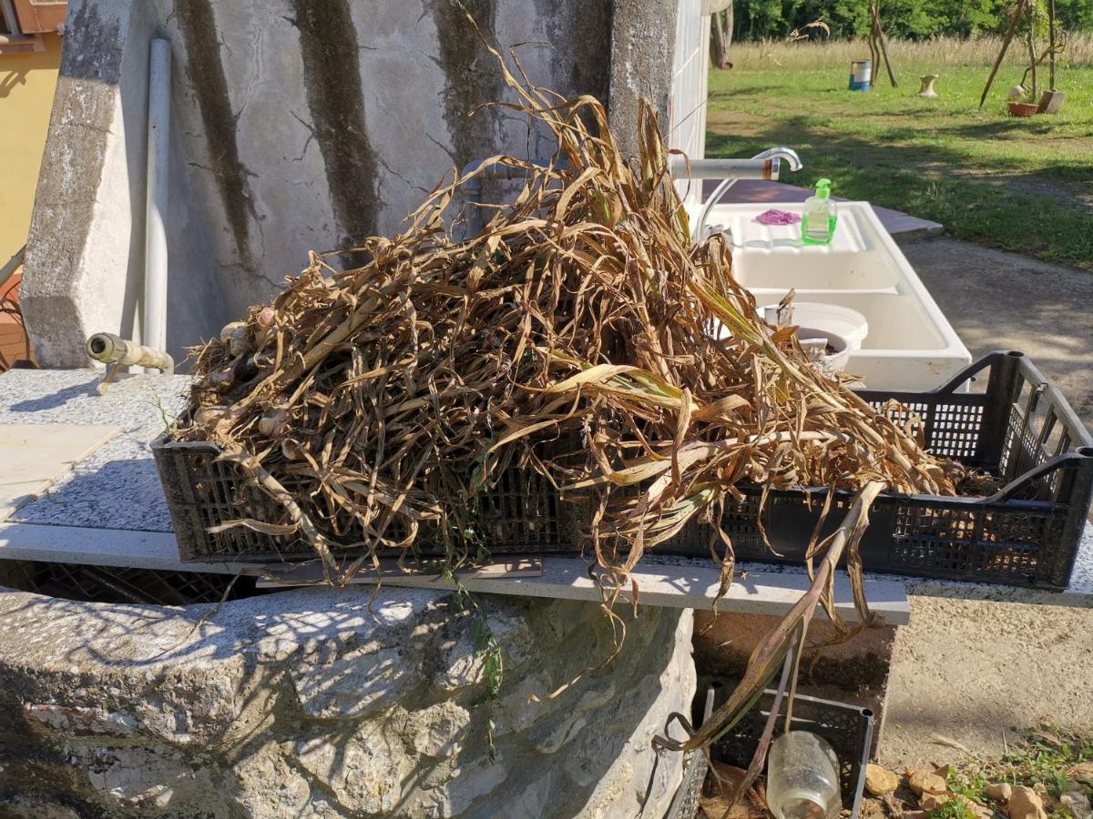 Masseria Le Querciole Fauglia Εξωτερικό φωτογραφία