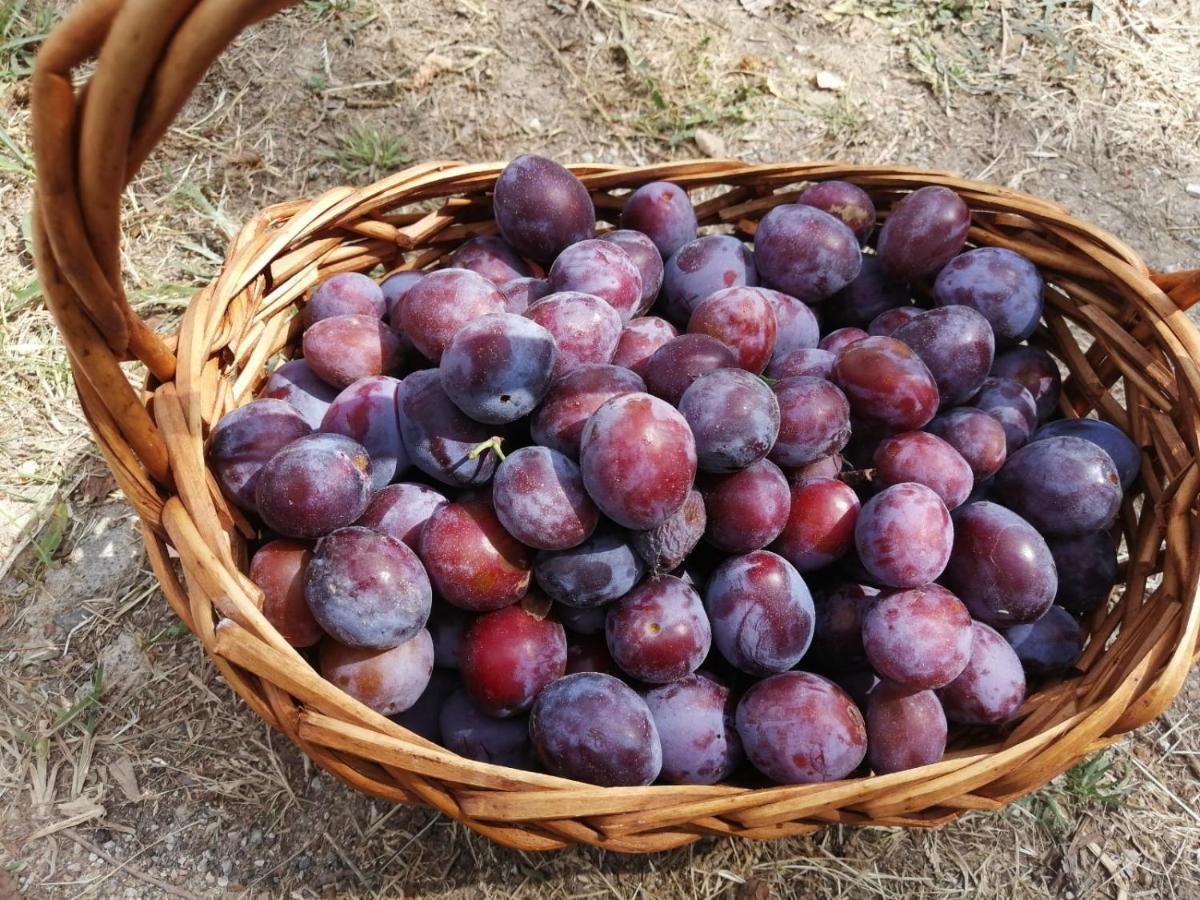 Masseria Le Querciole Fauglia Εξωτερικό φωτογραφία