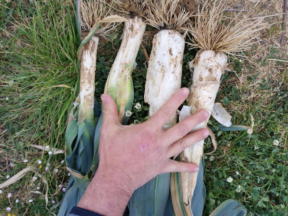 Masseria Le Querciole Fauglia Εξωτερικό φωτογραφία